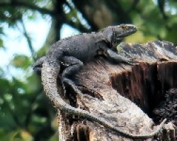 Black Iguana (garrobo) hembra