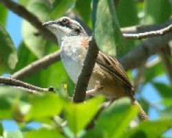 Striped-Sparrow