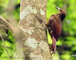 Nothern Barred-Woodcreeper