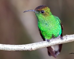 Coopery-headed-Emerald-Male