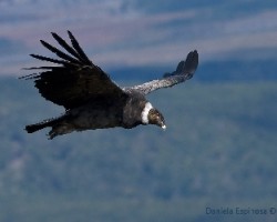 Vultur gryphus