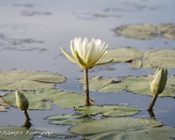 flores en agua