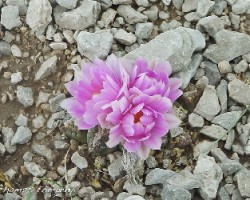 piedra con flor