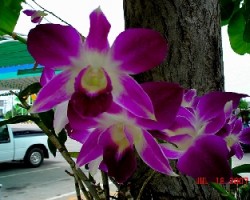 Orchidasea UNO
