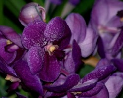 Orchidasea DOS