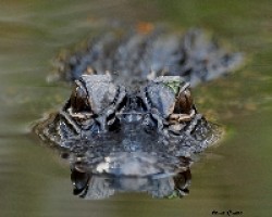 crocodylus acutus