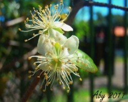Flor de pitanga 