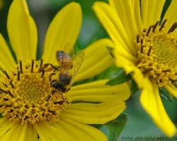 abeja comelona