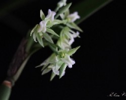 Orquí­dea 09