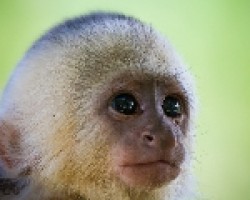 White-faced Capuchin Monkey Baby