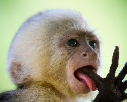 White-faced Capuchin Monkey Baby