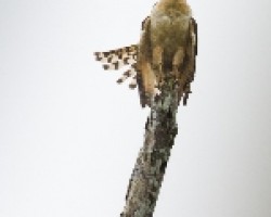 Laughting Falcon