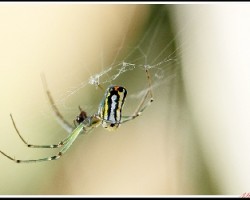 Venusta Orchard Spider - Leucauge venusta. 