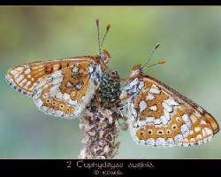2 Euphydryas aurinia