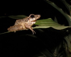 Common rain frog