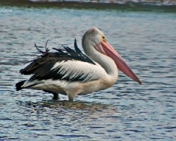 Pelicano Blanco Australiano