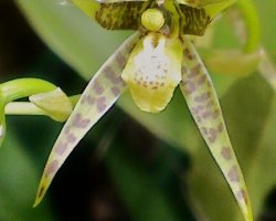 Orquidea brasia miniatura
