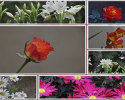 Collage de flores