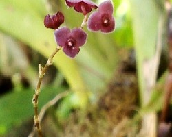 Orquidea miniatura