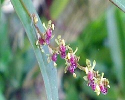 Orquideas miniaturas