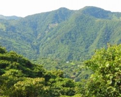Vista al bosque nuboso de monteverde