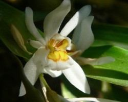 orquidea coelogene