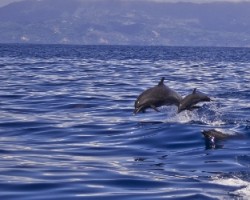 Delfines Manchados