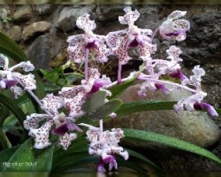 Otra orquí­dea 