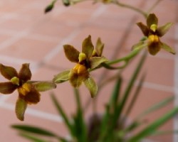 Orquidea Cyrtochilum