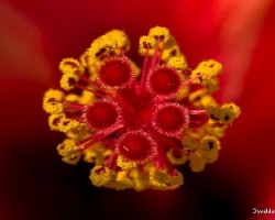 Hibiscus sp