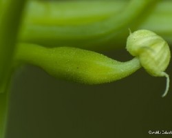 Cyclanthera pedata