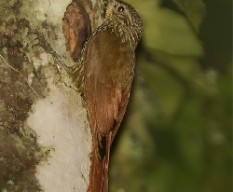 Lepidocolaptes affinis