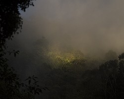  Luz en el bosque 