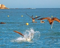 Pelícanos pescando 1