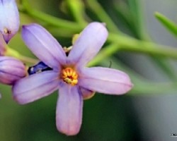 Solanum angustifidum 