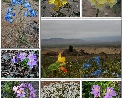 Flores del desierto.