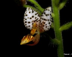 Ponthieva maculata