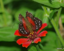 Flor y mariposa 2