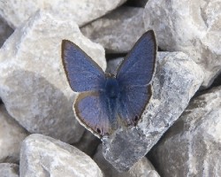 Lepidopteros-lampides boeticus-gris estriada