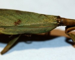 Mantis sp.