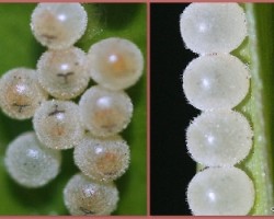 Holymenia clavigera ó Anisoscelis foliacea marginella