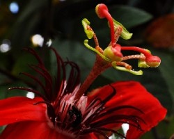 Flor de passiflora