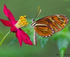 Otra mariposa