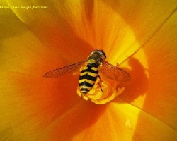 Flores, abeja,sirfido