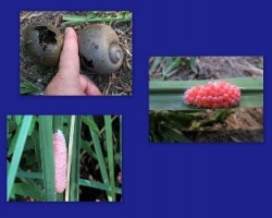 Ampullaria (Pomacea) cuprina