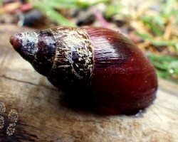 Caracol volcánico