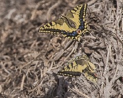 Papilio macaon