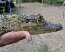 Caiman crocodilus