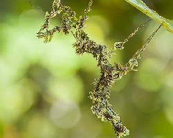 Lichen-mimic walking stick