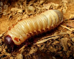 Larva velluda